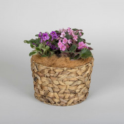 African Violets